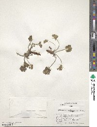 Geranium berteroanum image