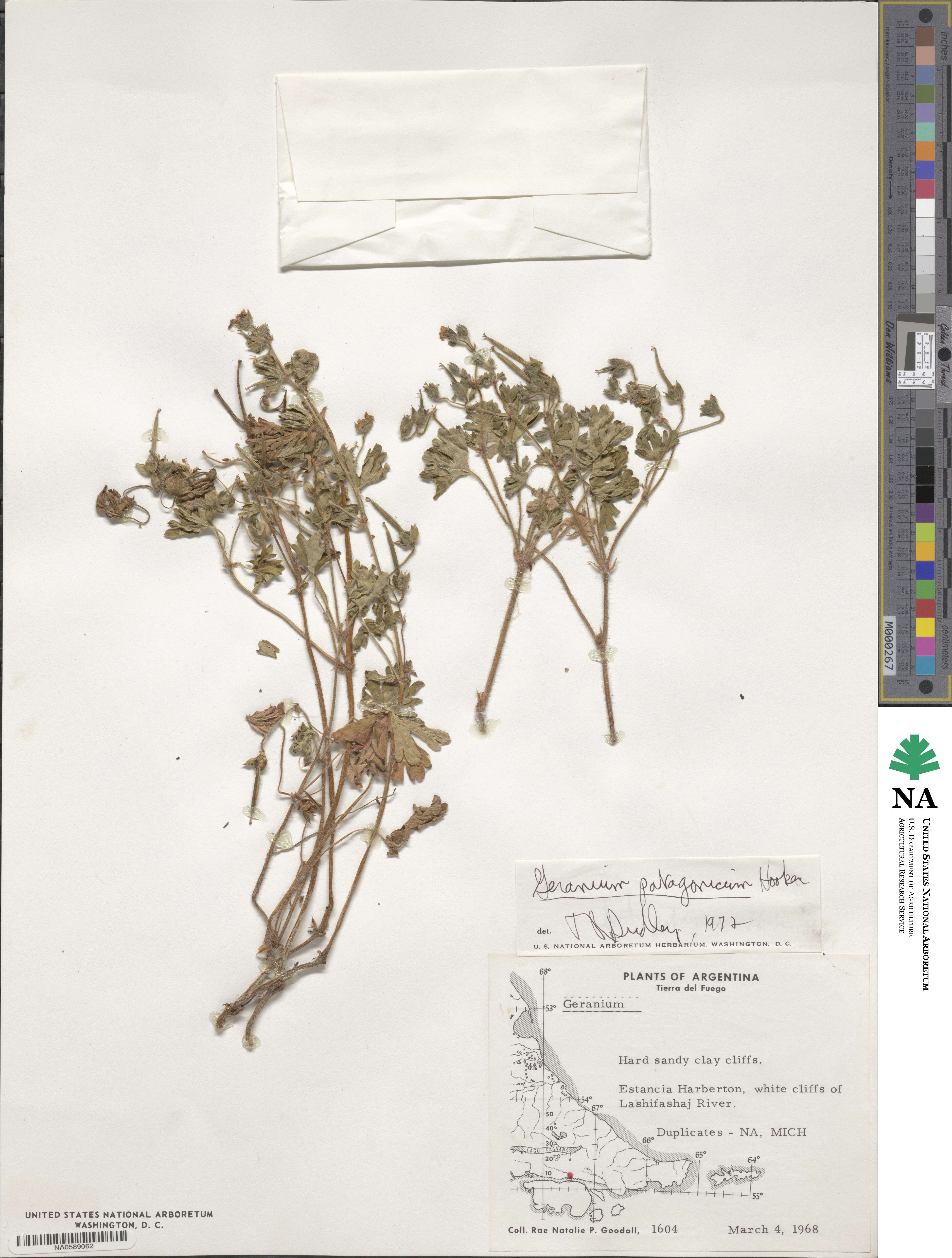 Geranium berteroanum image