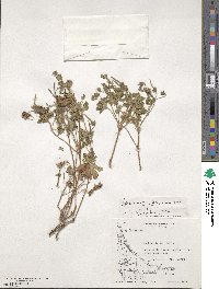 Geranium berteroanum image