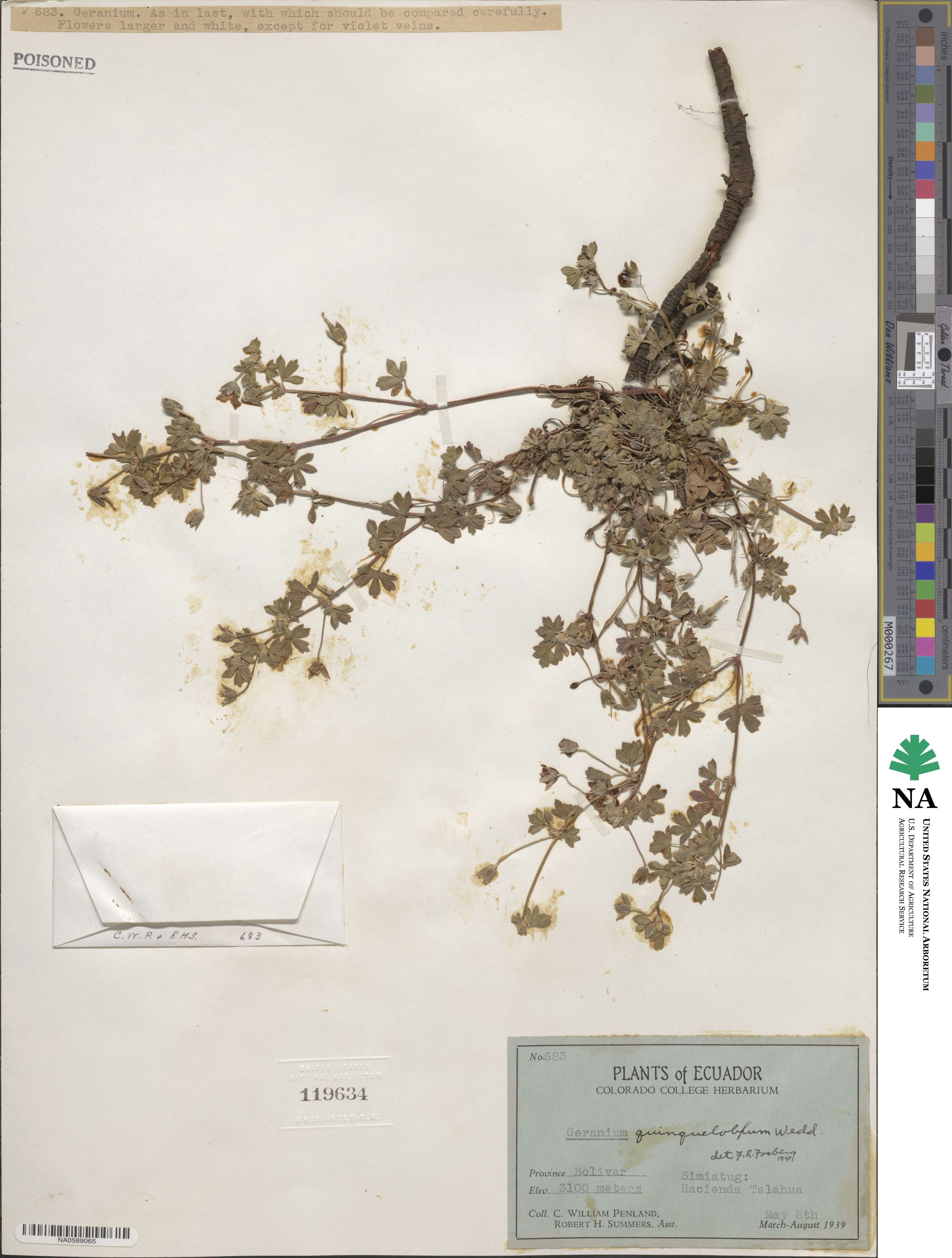 Geranium diffusum image