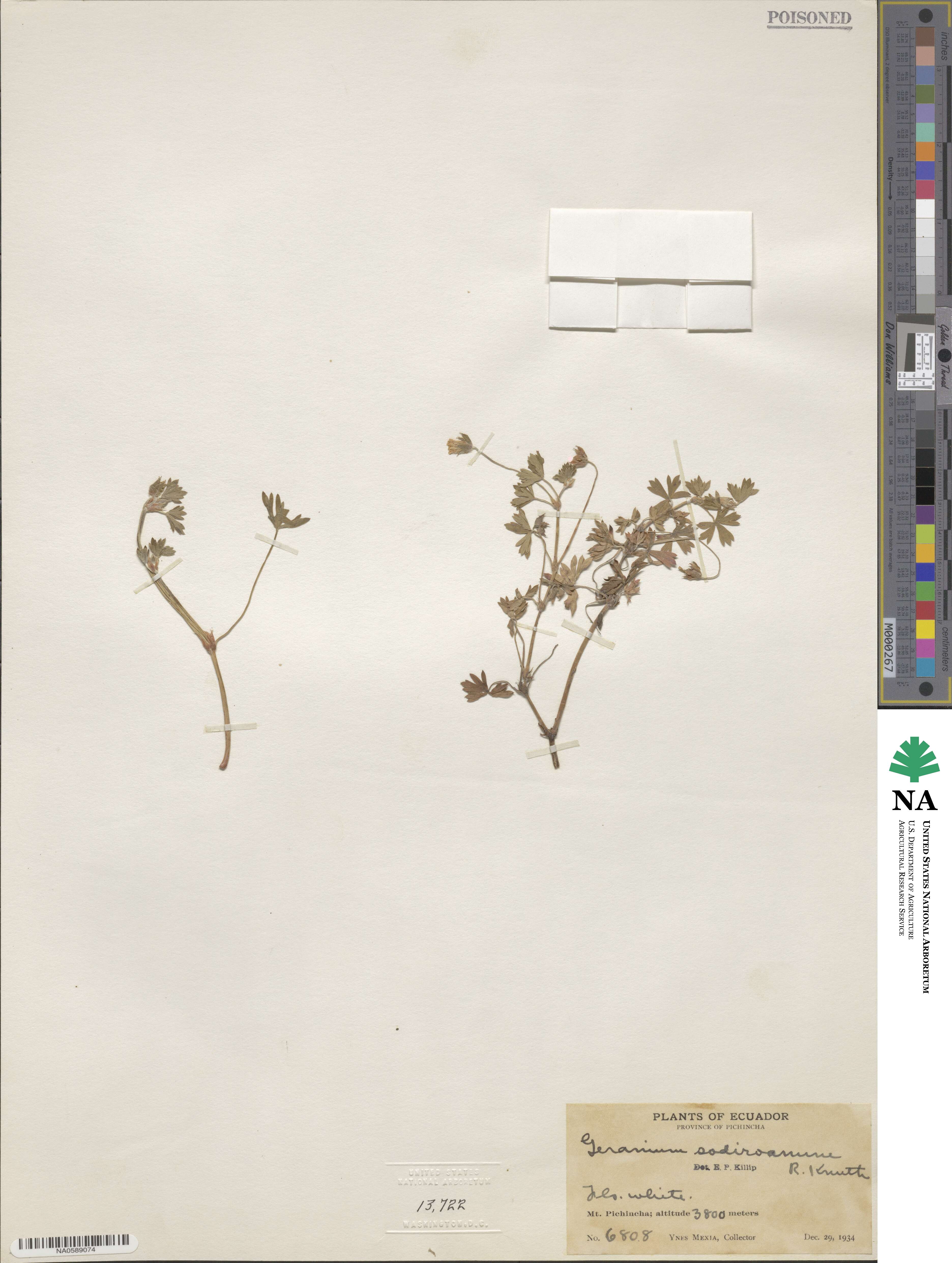 Geranium diffusum image