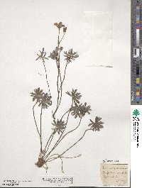 Image of Geranium argenteum