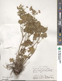 Image of Geranium collinum