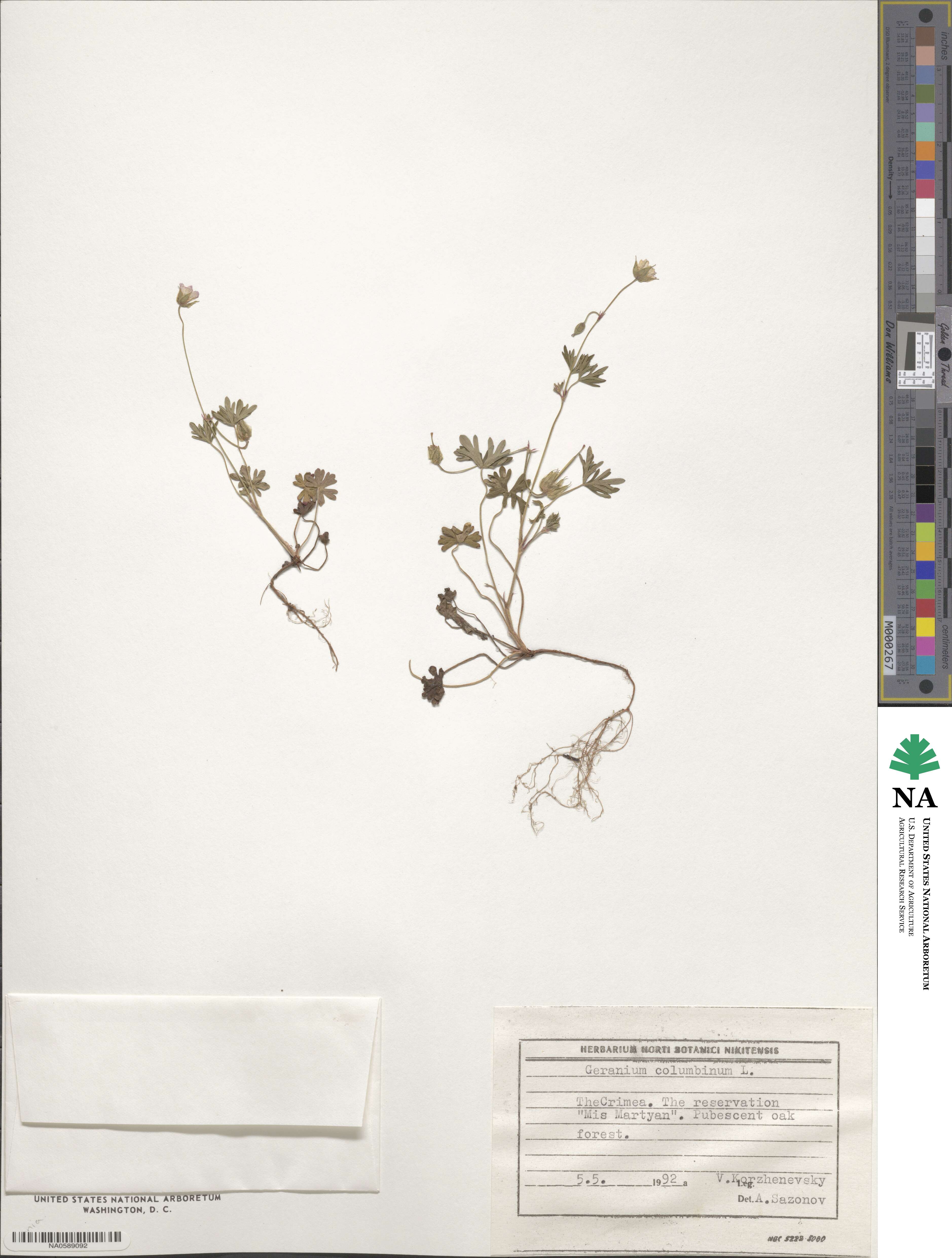 Geranium columbinum image