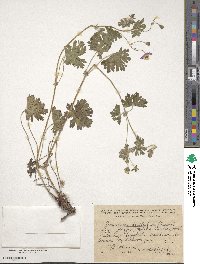 Geranium pyrenaicum image