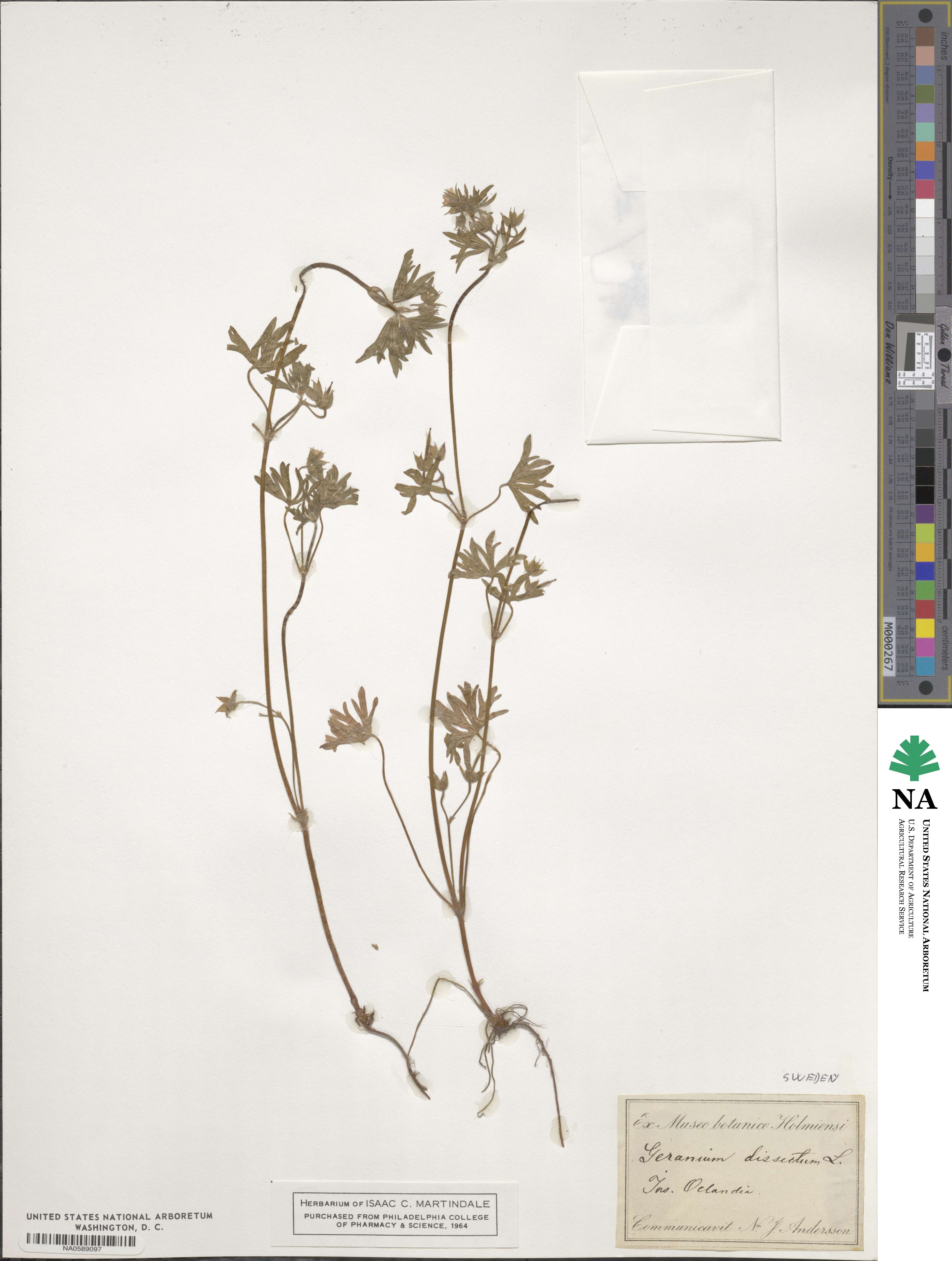 Geranium dissectum image