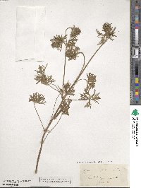 Geranium dissectum image