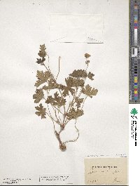 Geranium bicknellii image