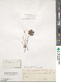 Geranium lucidum image