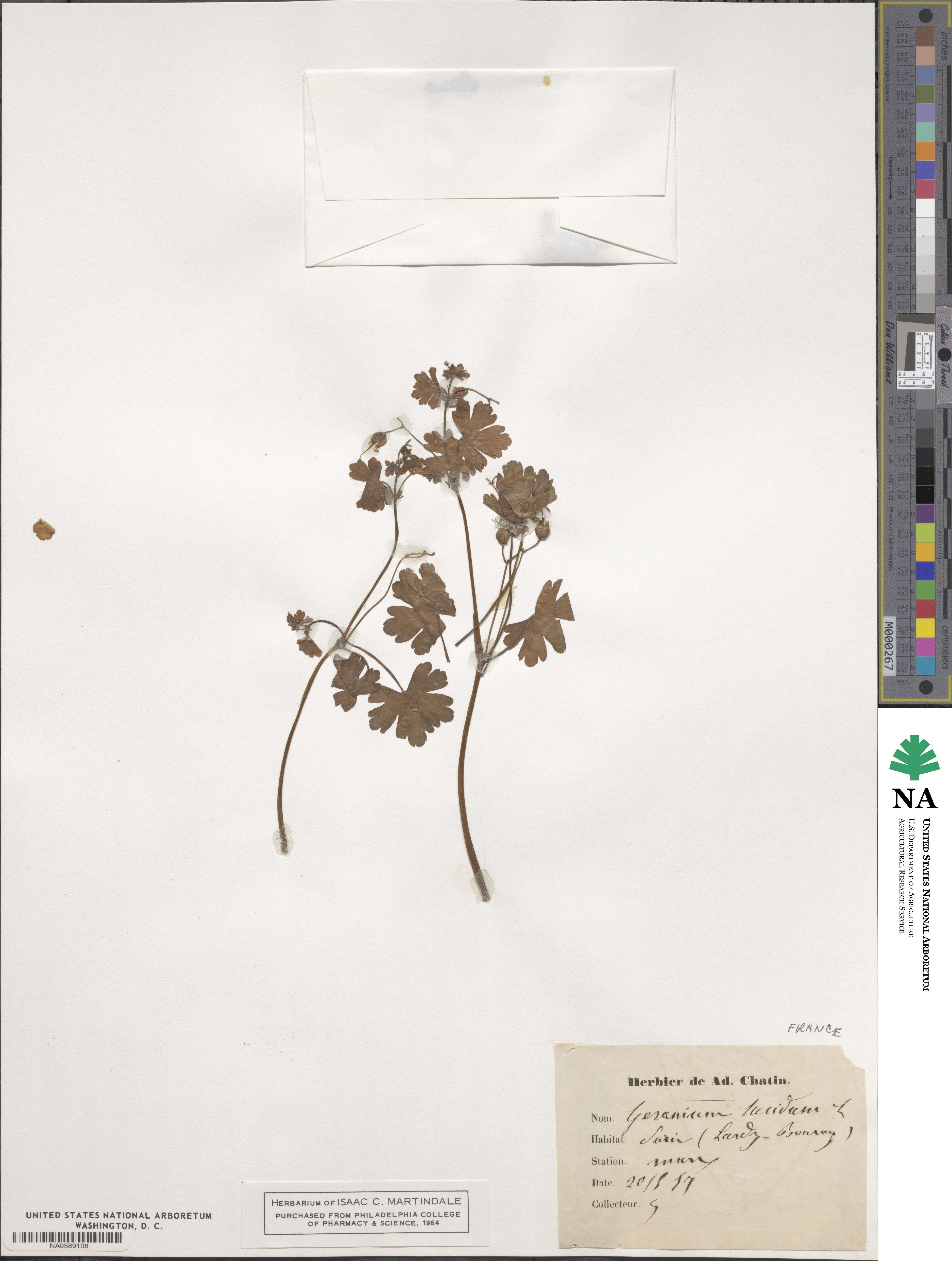 Geranium lucidum image