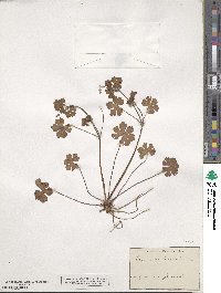 Geranium lucidum image