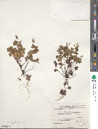 Geranium lucidum image