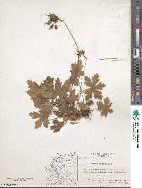 Geranium macrorrhizum image