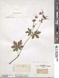 Geranium macrorrhizum image