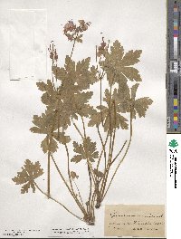 Geranium macrorrhizum image