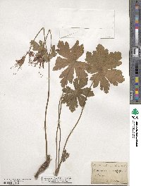 Geranium macrorrhizum image