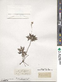Geranium palustre image