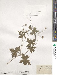 Geranium palustre image