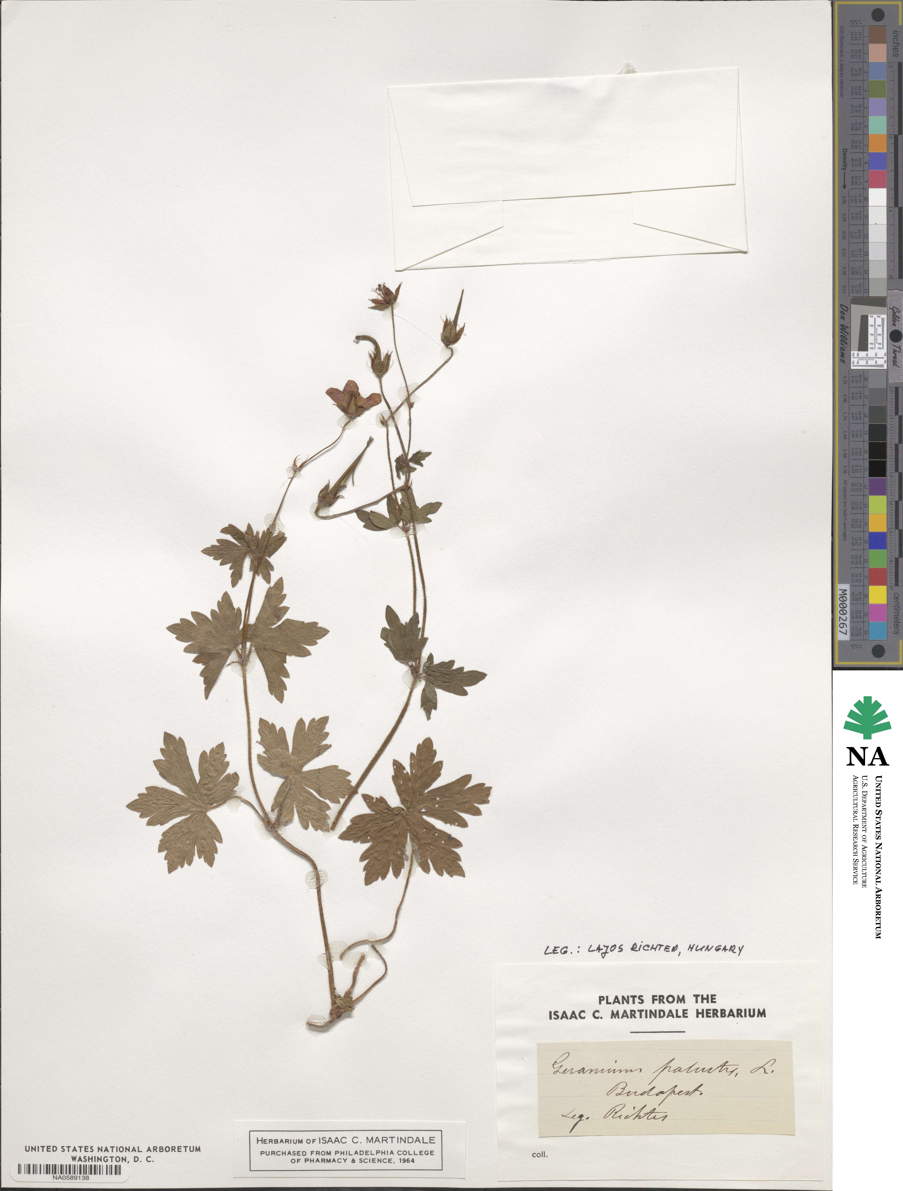 Geranium palustre image