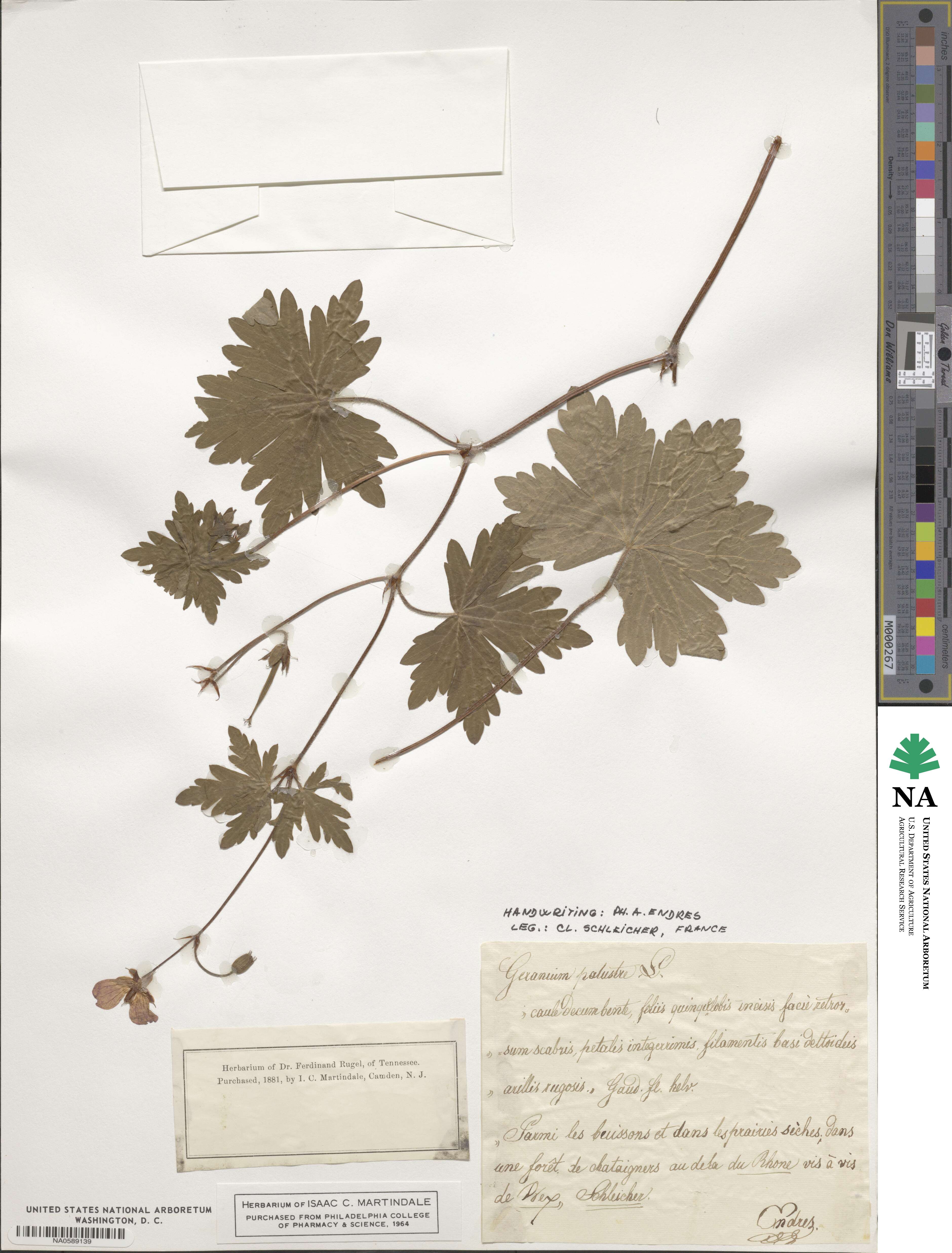 Geranium palustre image