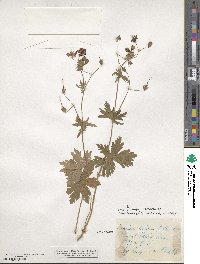 Geranium phaeum image