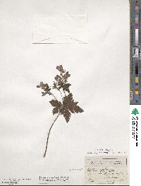 Geranium phaeum image