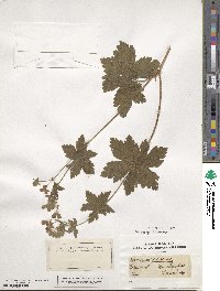 Geranium phaeum image