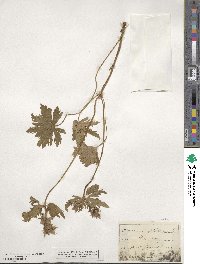 Geranium pratense image