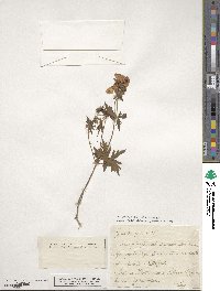 Geranium pratense image