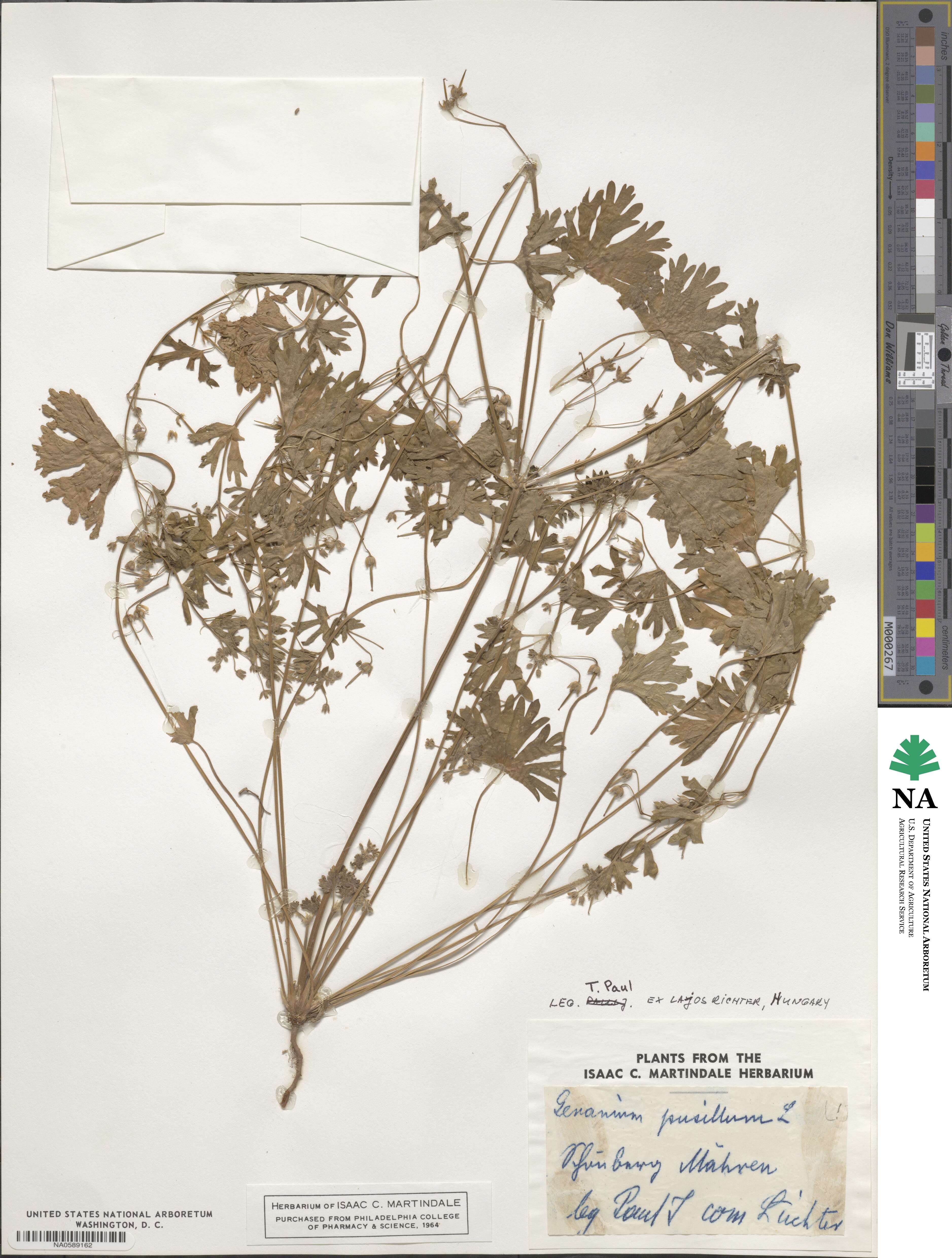 Geranium pusillum image