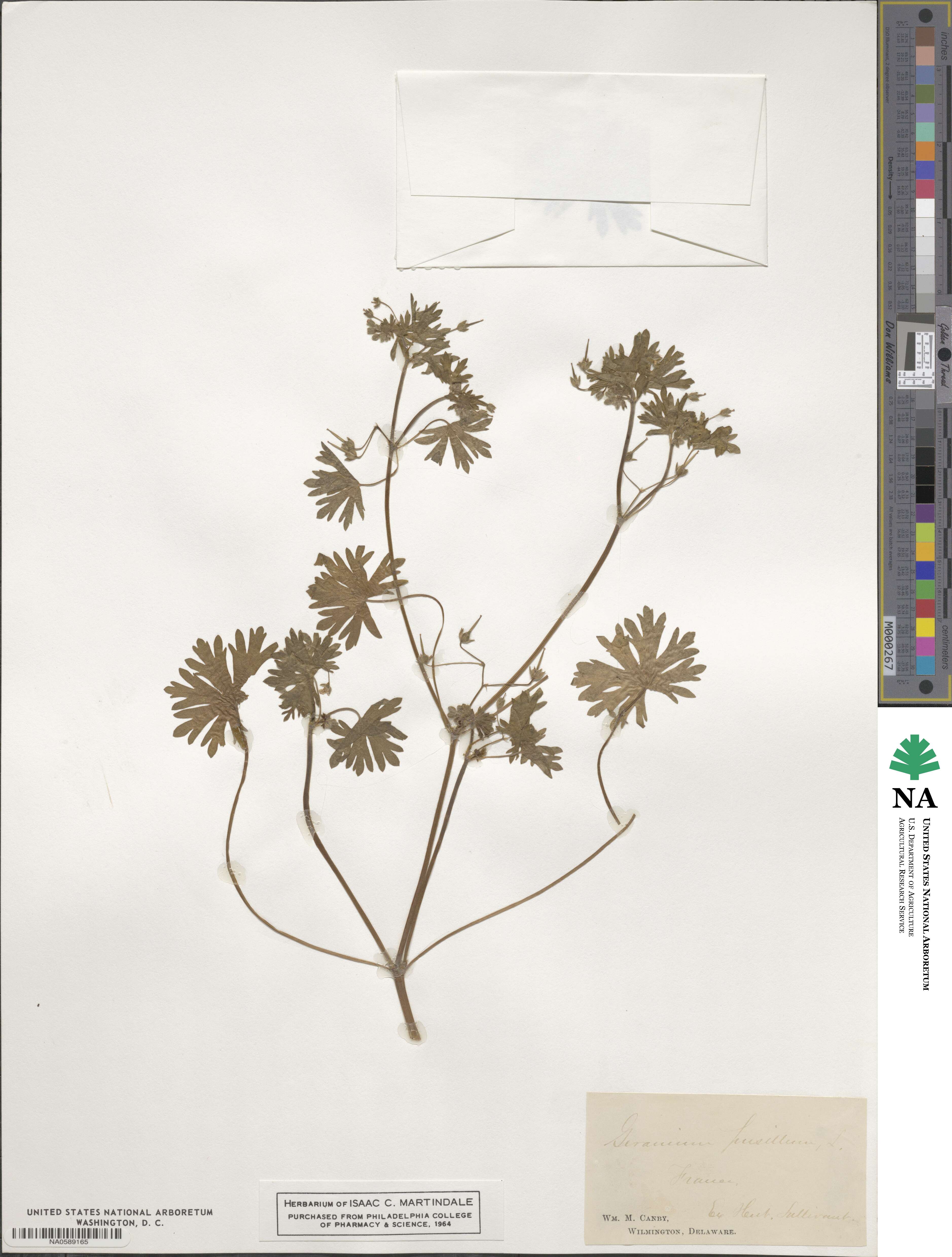 Geranium pusillum image