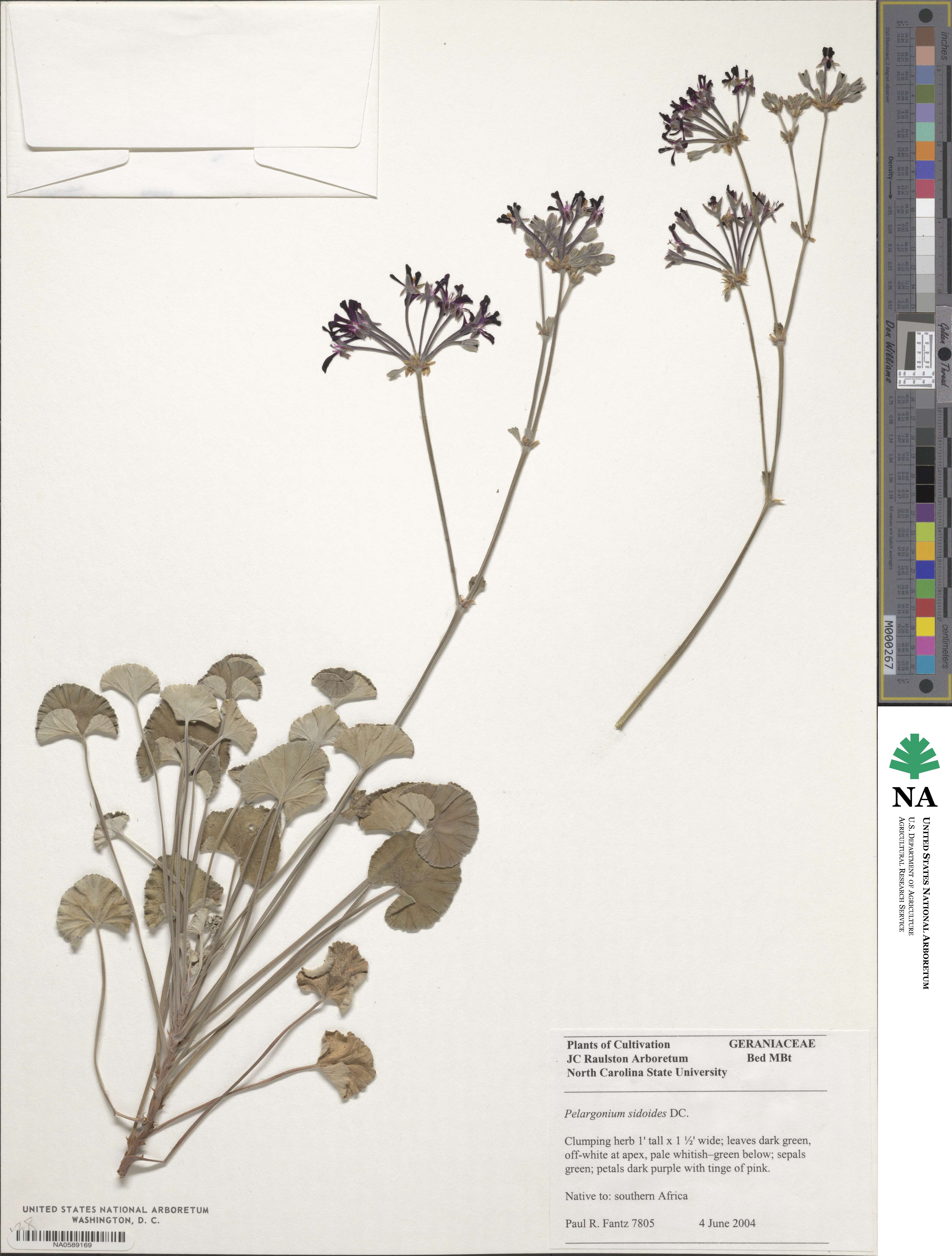 Pelargonium sidoides image