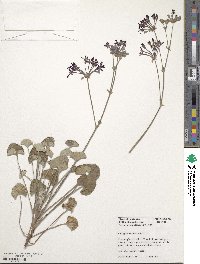 Image of Pelargonium sidoides