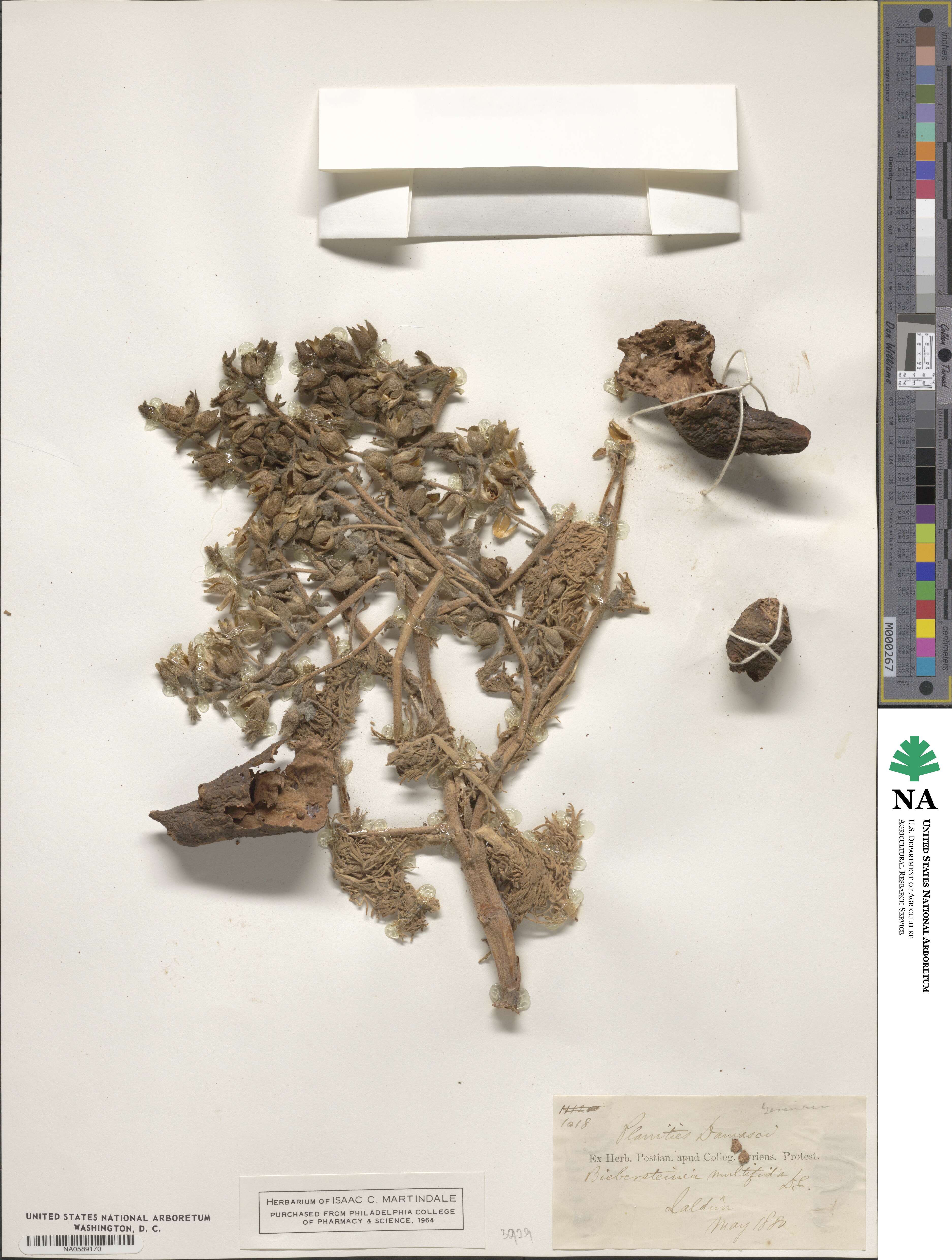 Biebersteinia multifida image