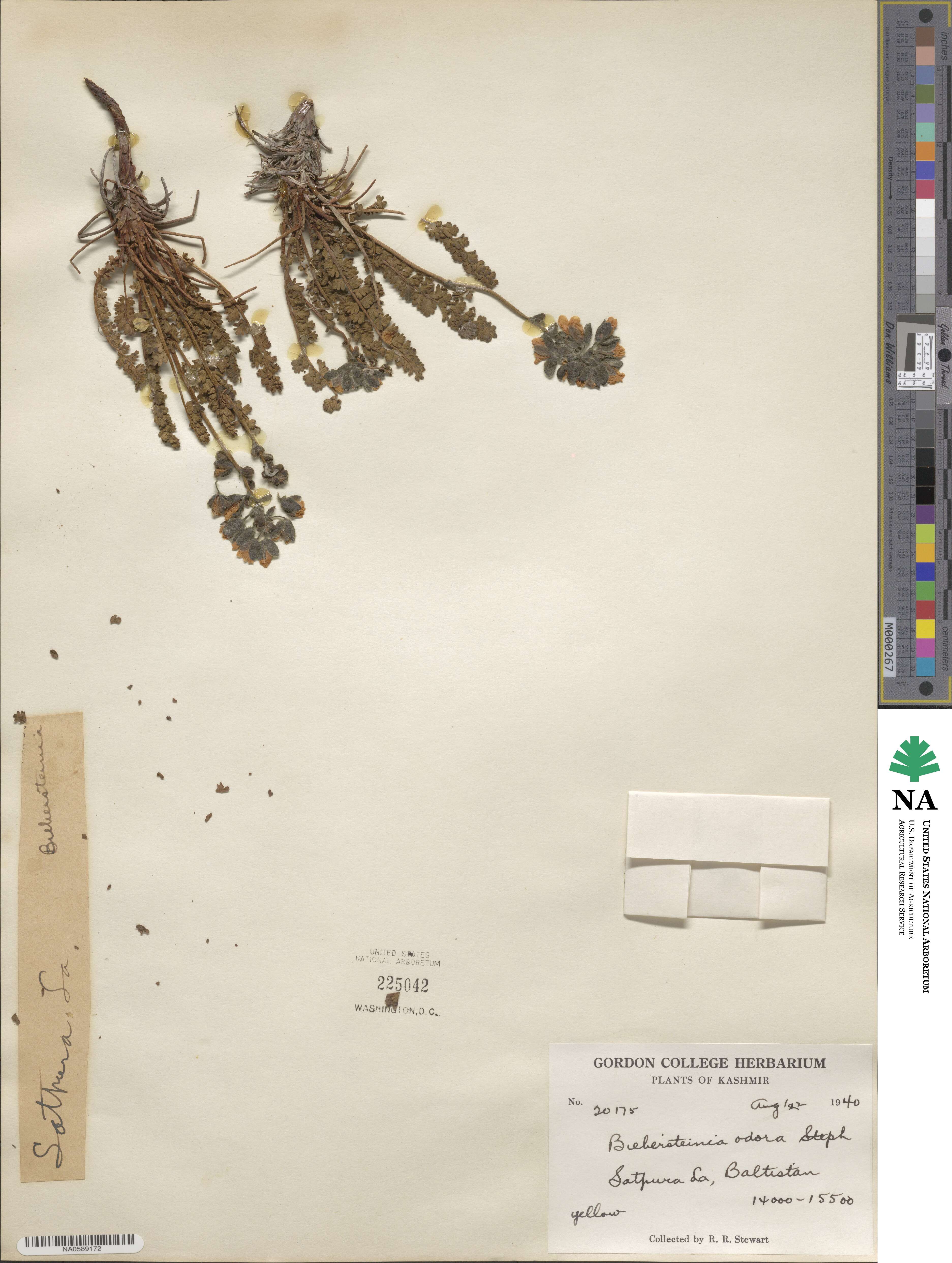 Biebersteinia odora image