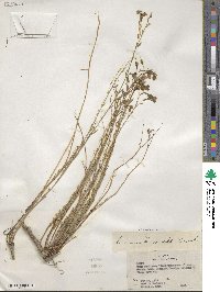 Linum lewisii image