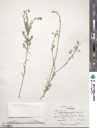 Linum lewisii image