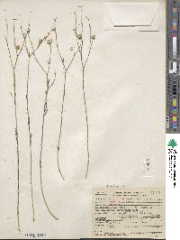 Linum lewisii image