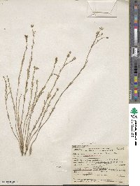 Linum lewisii image