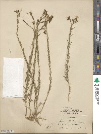 Linum lewisii image