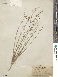 Linum lewisii image