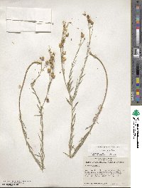 Linum lewisii image