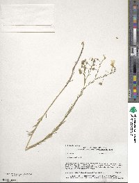 Linum lewisii image