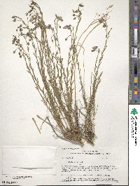 Linum lewisii image