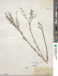 Linum medium var. texanum image