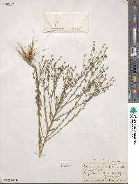 Linum medium var. texanum image