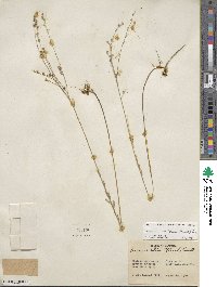 Linum medium var. texanum image