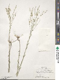 Linum medium var. texanum image