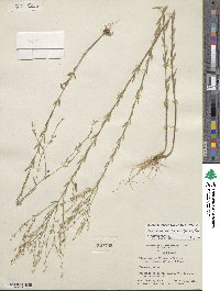 Linum medium var. texanum image