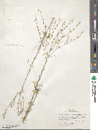 Linum medium var. texanum image